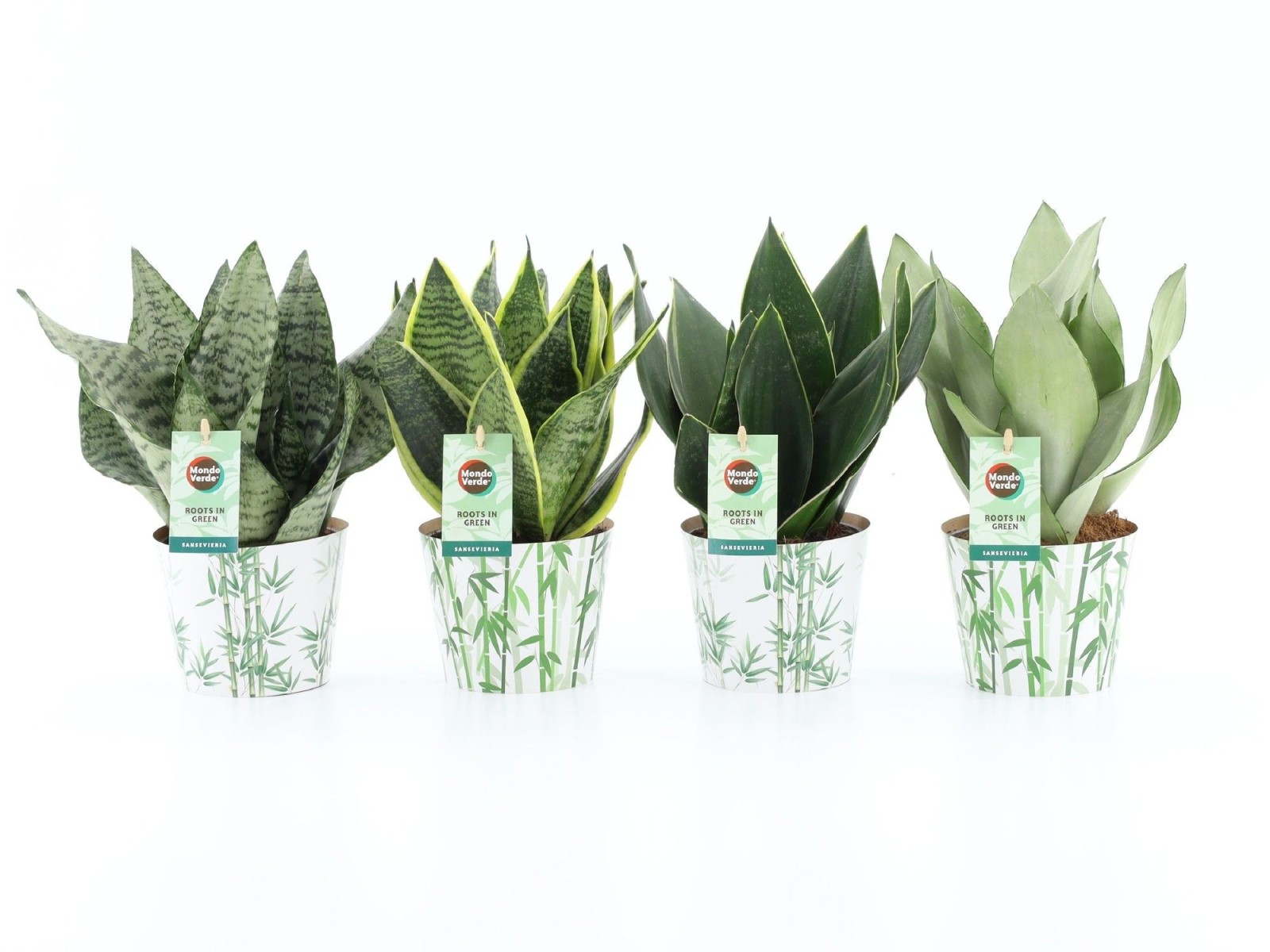 Sansevieria