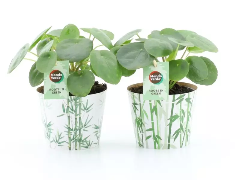 Pilea peperomioides (plante à monnaie chinoise) en cache-pot bambou