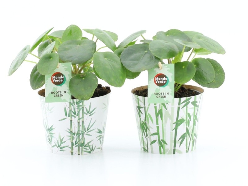 Pilea peperomioides (plante à monnaie chinoise) en cache-pot bambou