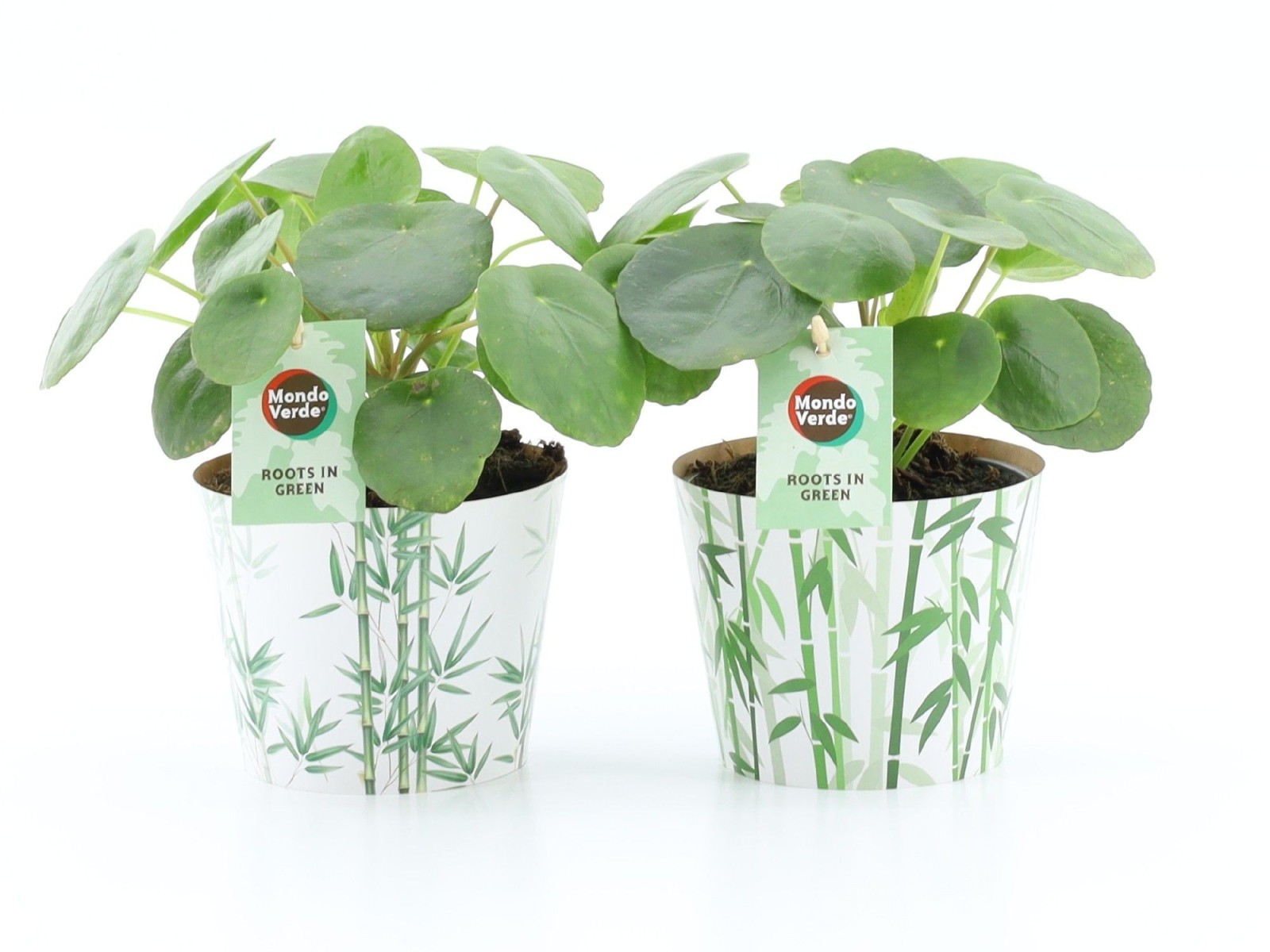 Pilea peperomioides (plante à monnaie chinoise) en cache-pot bambou