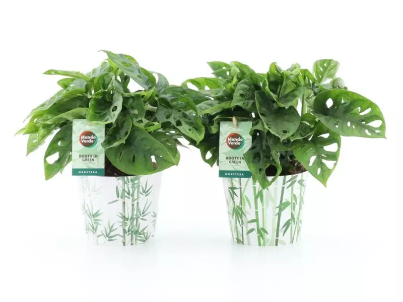 Monstera adansonii en cache-pot bambou