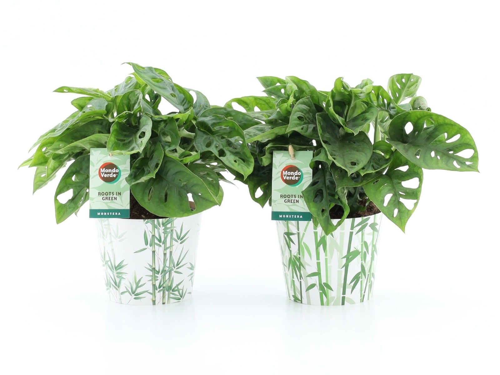 Monstera adansonii en cache-pot bambou