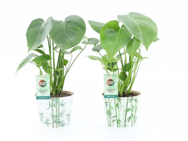 Monstera deliciosa en cache-pot bambou