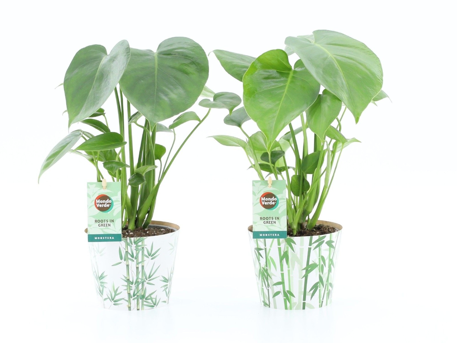 Monstera deliciosa en cache-pot bambou