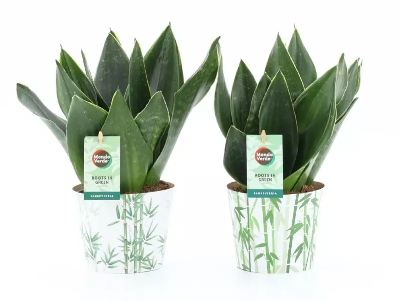 Sansevieria Black Diamond en cache-pot bambou