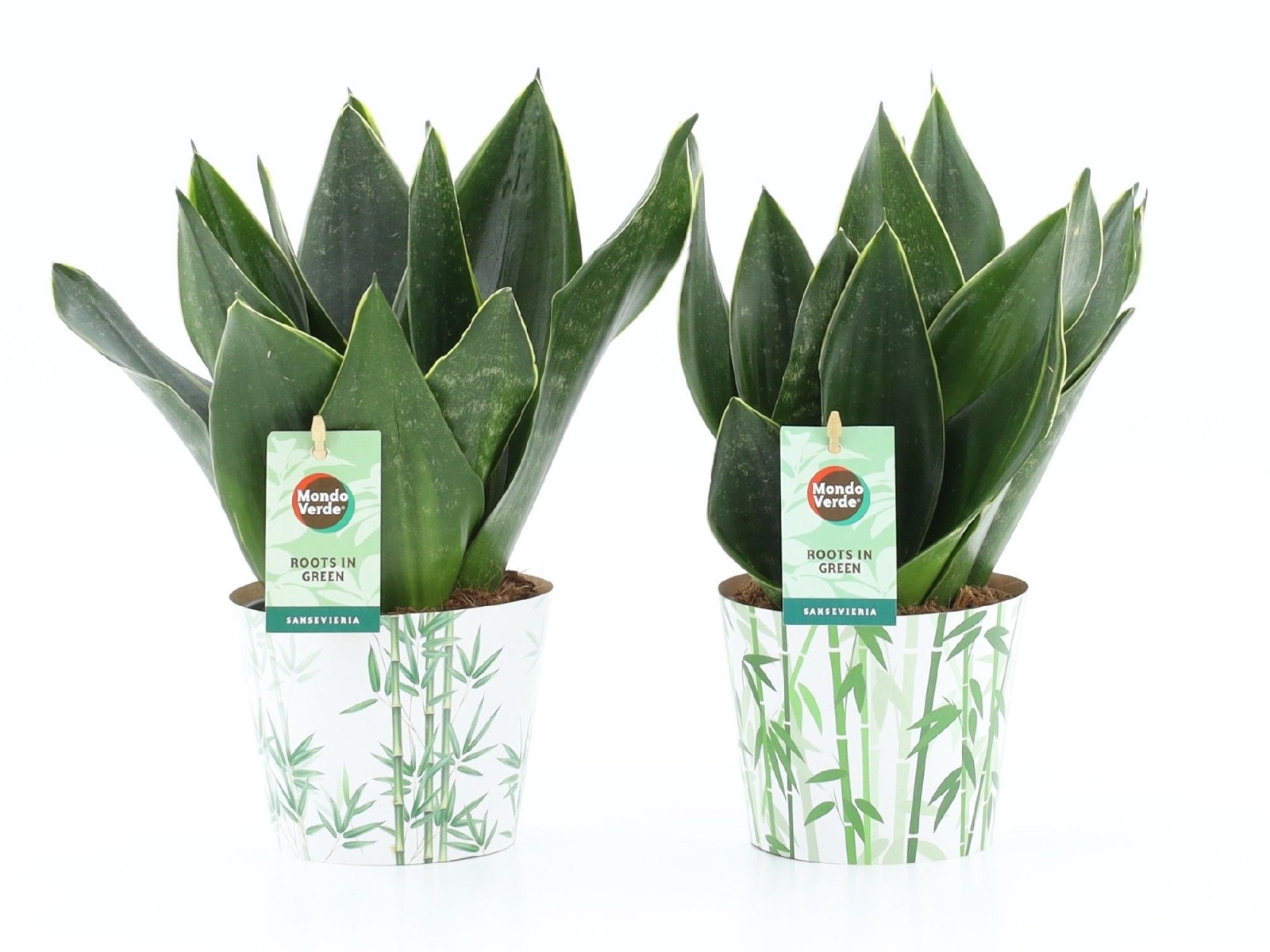 Sansevieria Black Diamond en cache-pot bambou