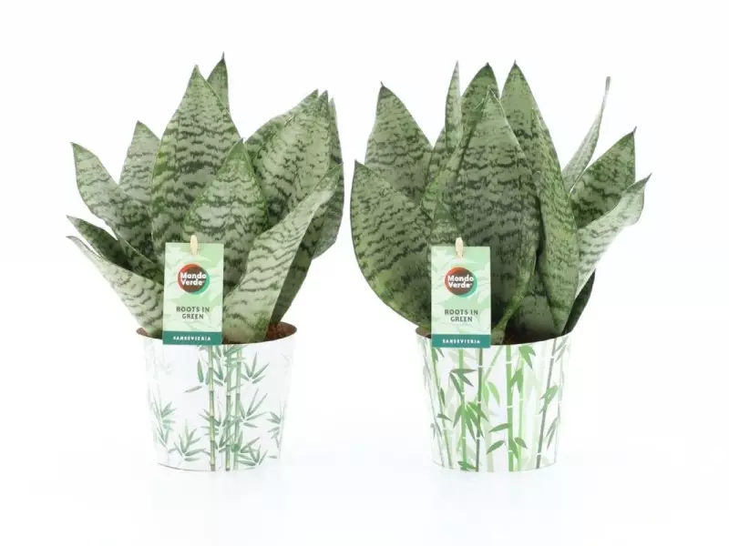 Sansevieria Black Coral en cache-pot bambou
