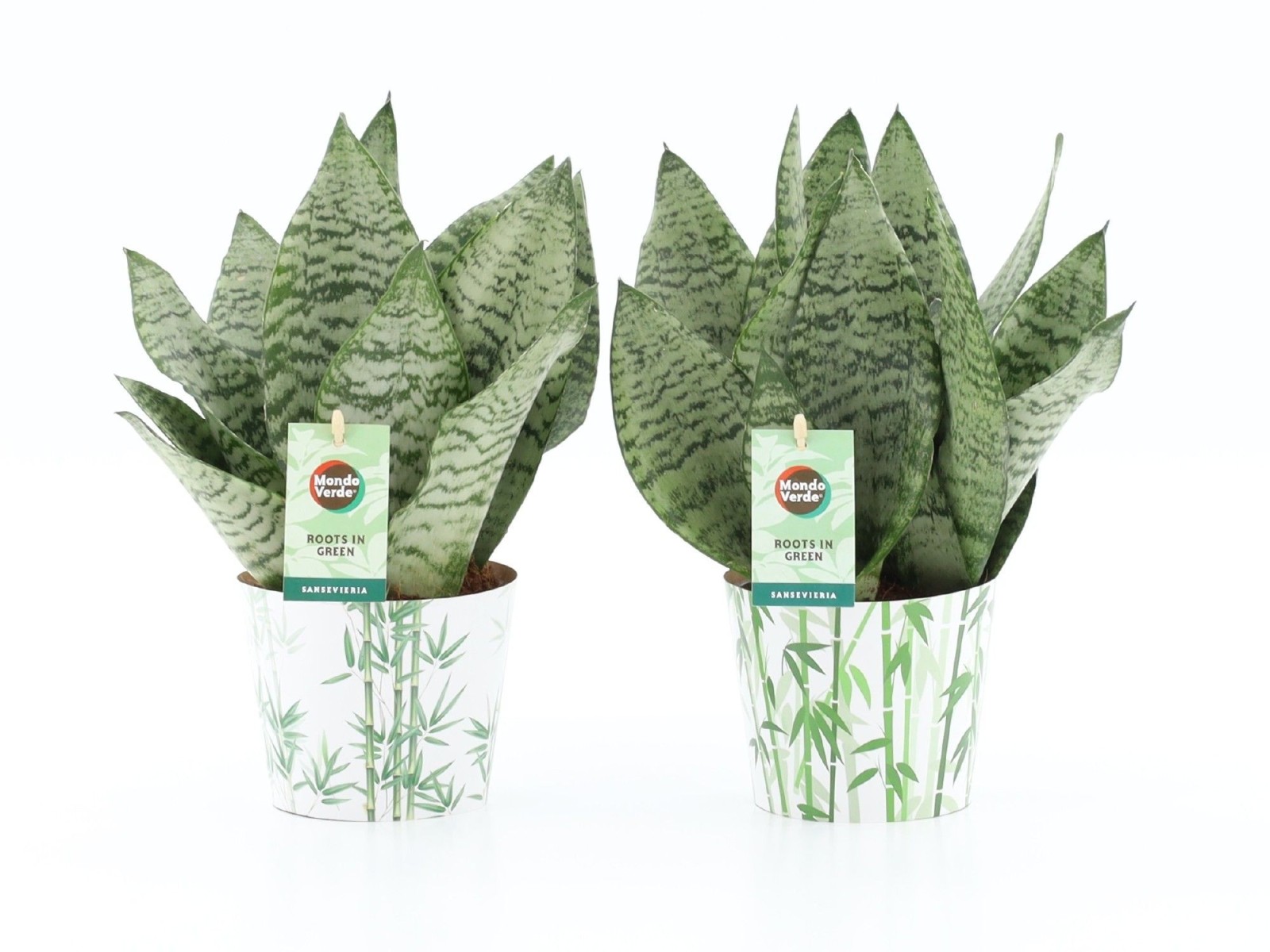 Sansevieria Black Coral en cache-pot bambou