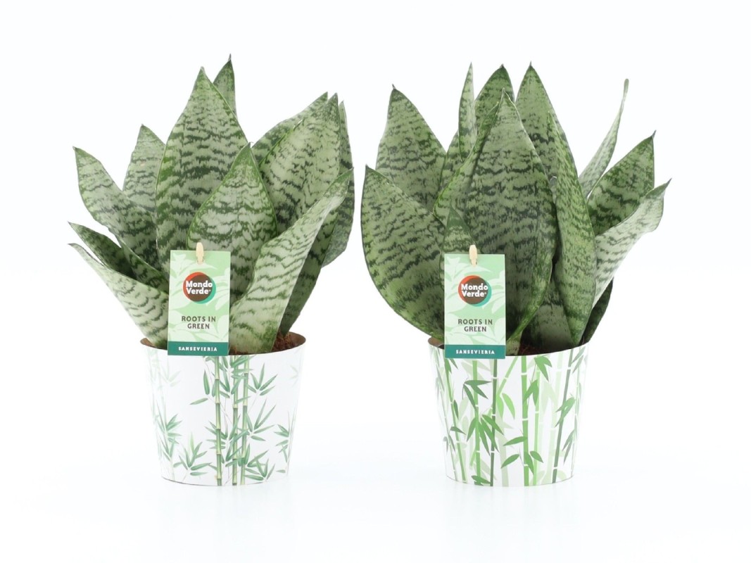 Sansevieria Black Coral en cache-pot bambou