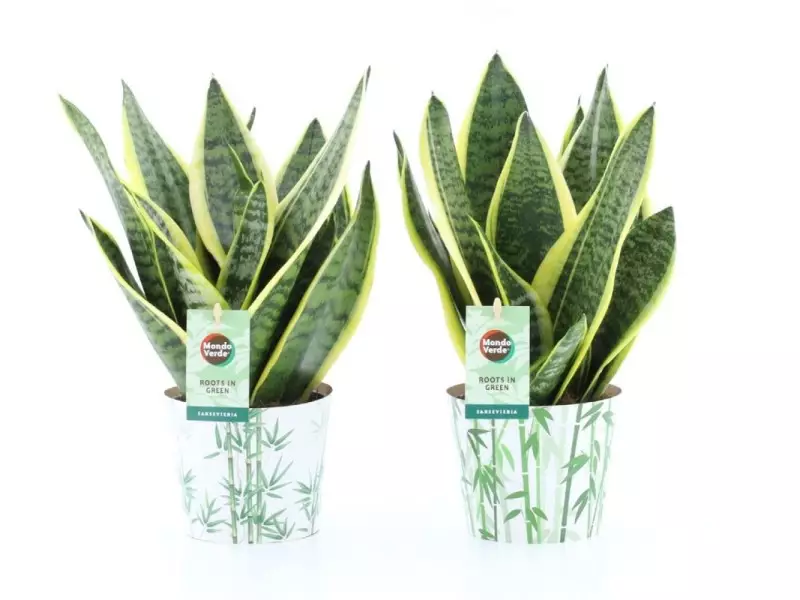 Sansevieria Futura Superba en cache-pot bambou