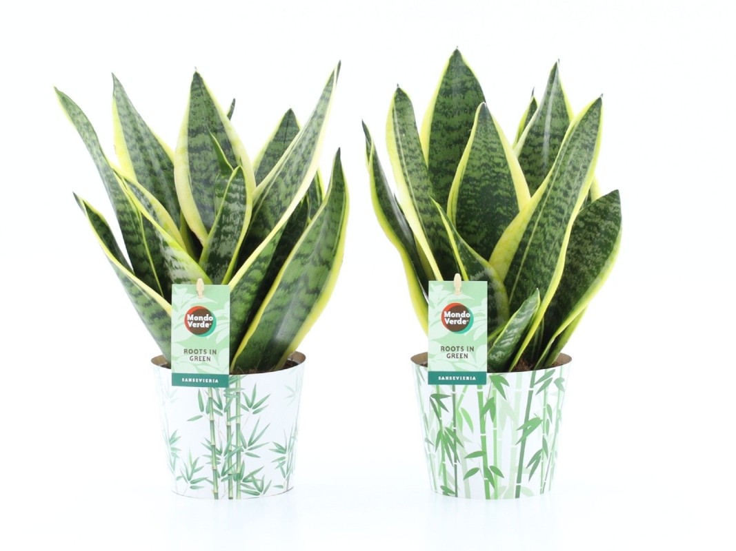 Sansevieria Futura Superba en cache-pot bambou