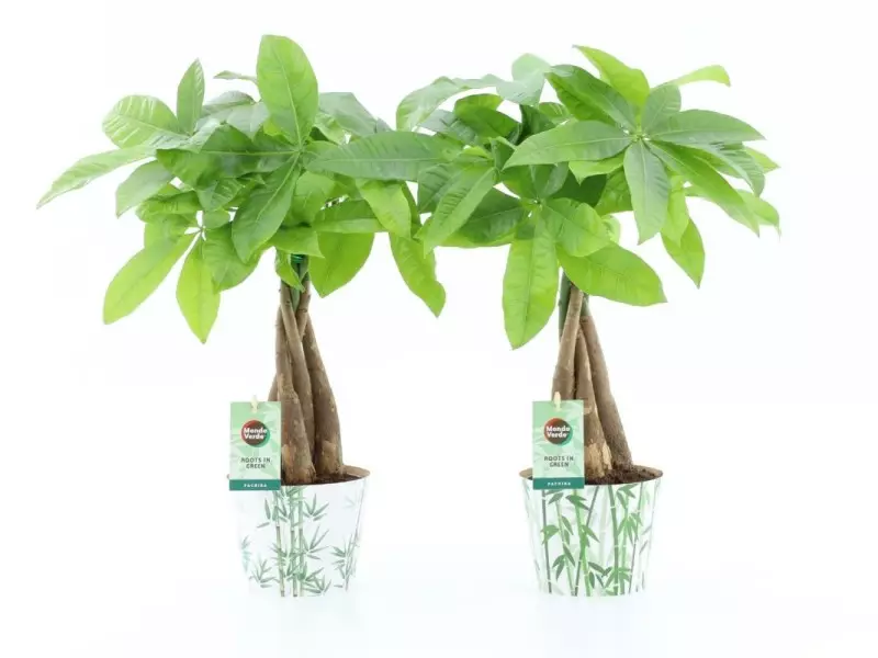 Pachira aquatica (arbre à monnaie) tronc tressé en cache-pot bambou