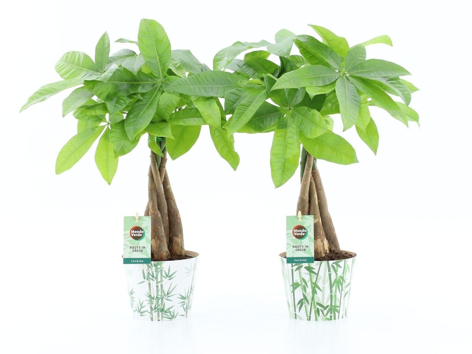 Pachira aquatica (arbre à monnaie) tronc tressé en cache-pot bambou