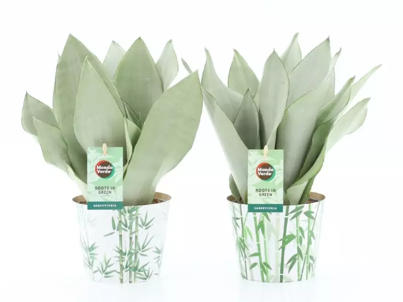 Sansevieria Moonshine en cache-pot bambou