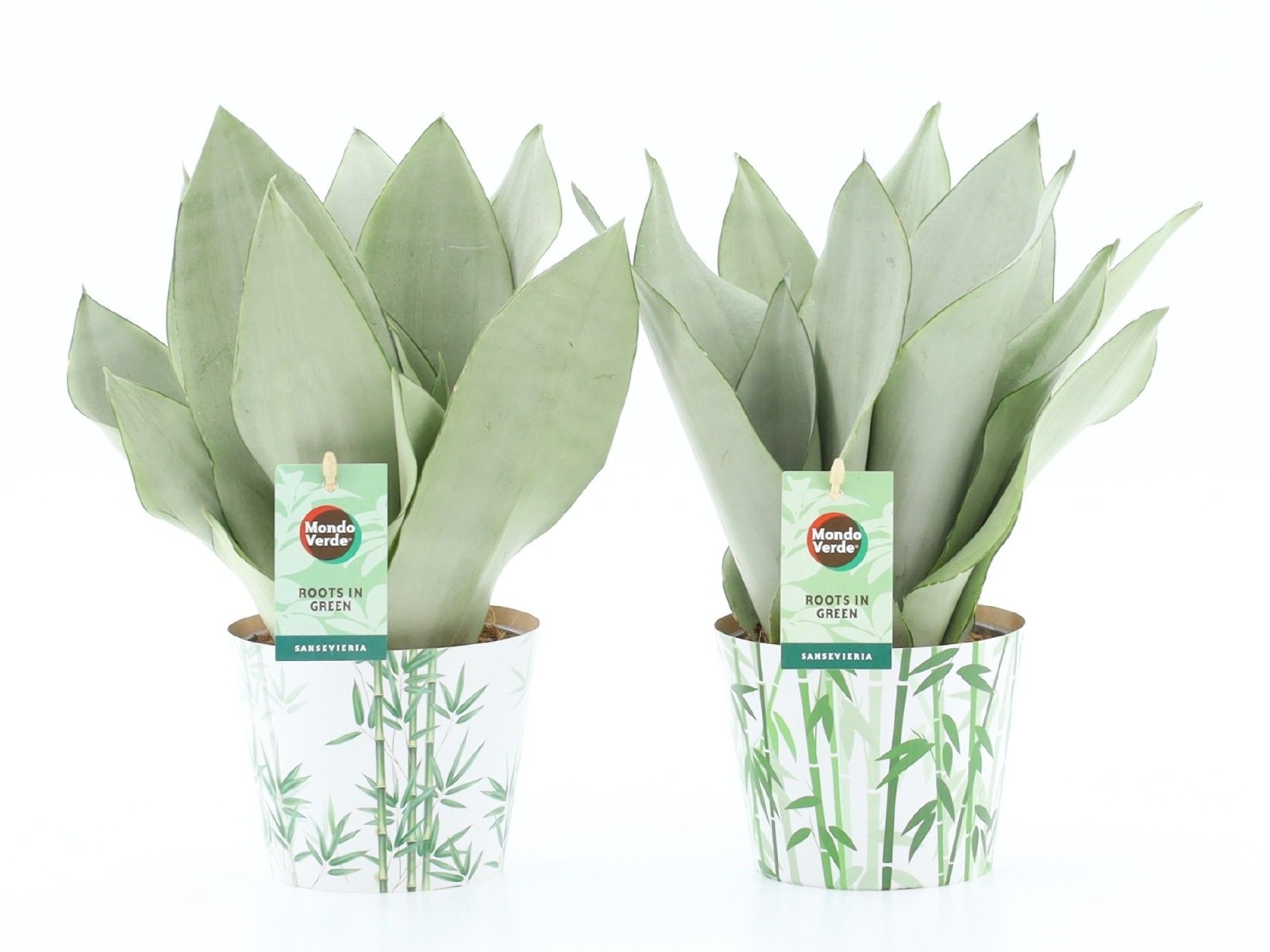 Sansevieria Moonshine en cache-pot bambou