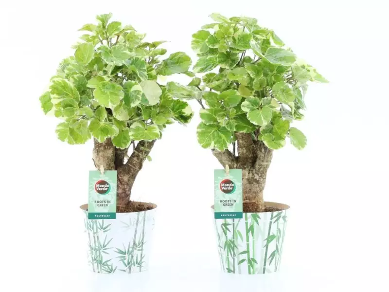 Polyscias balfouriana en cache-pot bambou