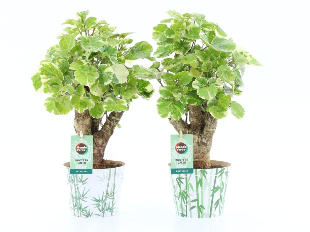 Polyscias balfouriana en cache-pot bambou