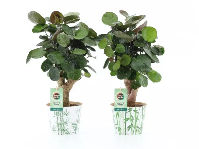 Polyscias Fabian en cache-pot bambou