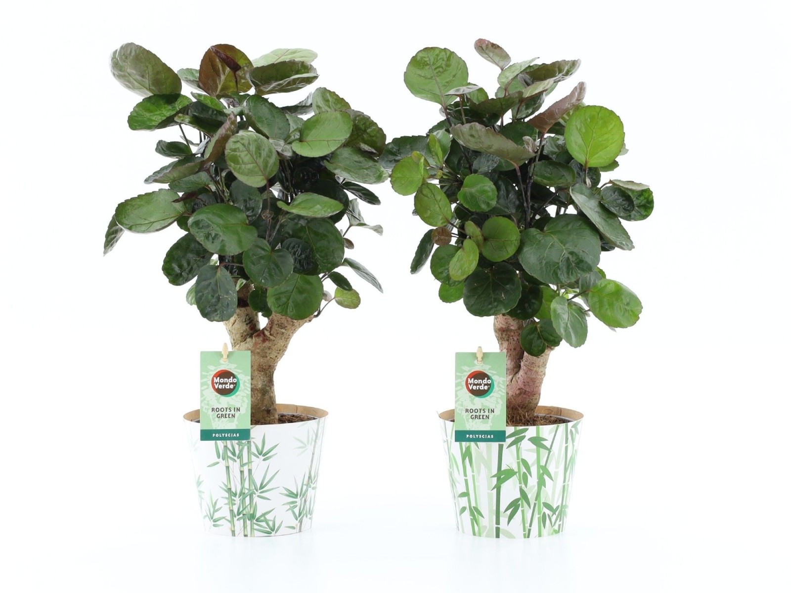 Polyscias Fabian en cache-pot bambou
