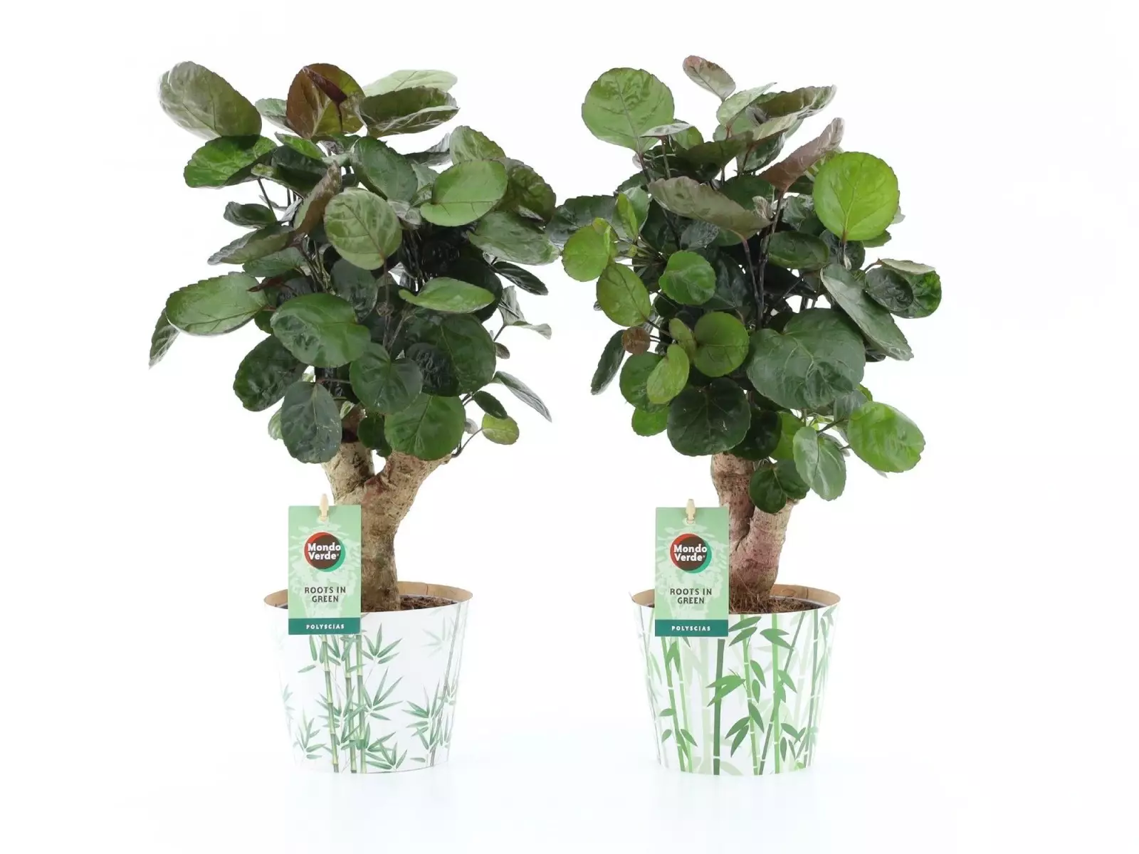 Polyscias Fabian en cache-pot bambou