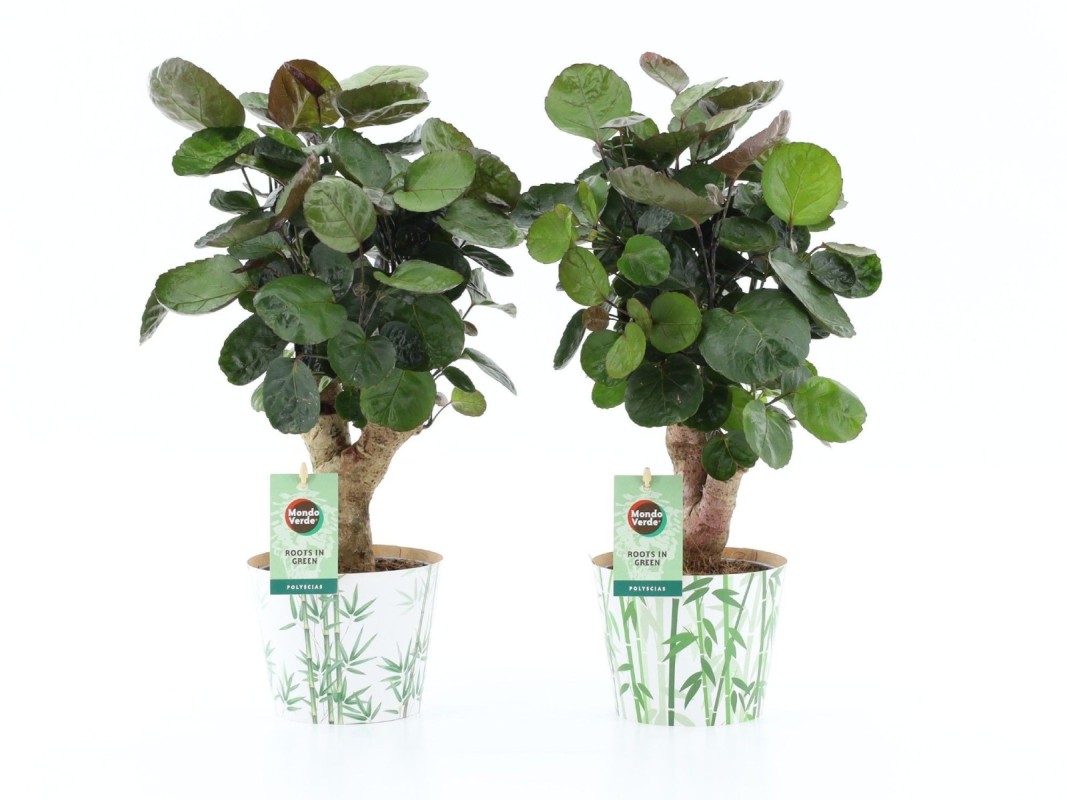 Polyscias Fabian en cache-pot bambou