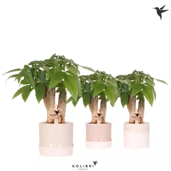 Pachira aquatica (arbre à monnaie) en cache-pot bambou