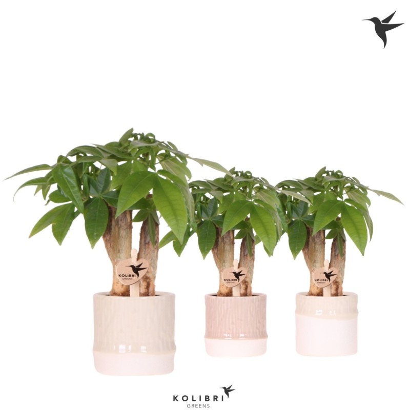 Pachira aquatica (arbre à monnaie) en cache-pot bambou