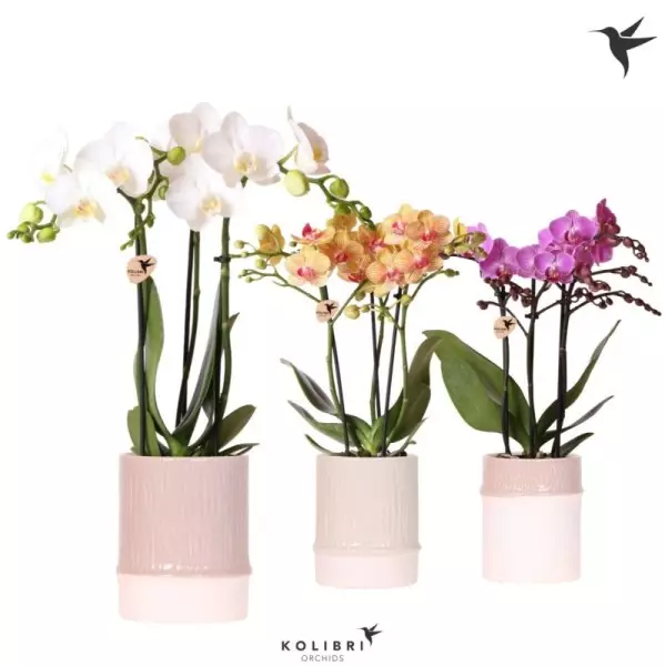 Orchidée Phalaenopsis