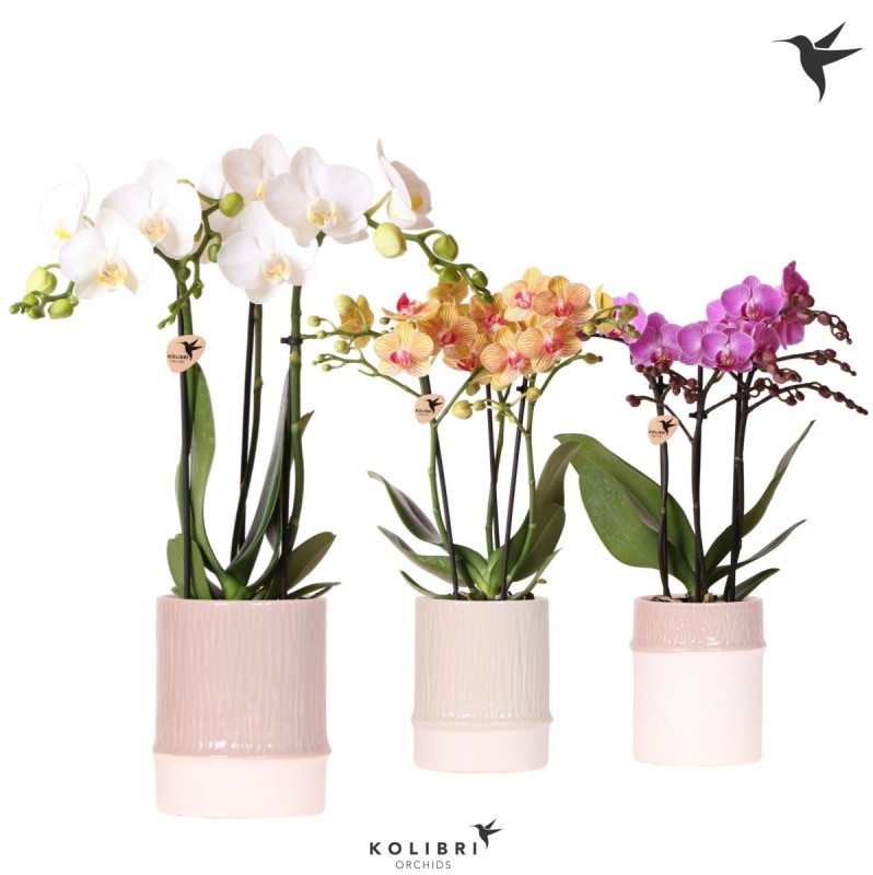 Orchidée Phalaenopsis