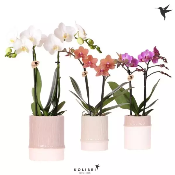 Orchidée Phalaenopsis