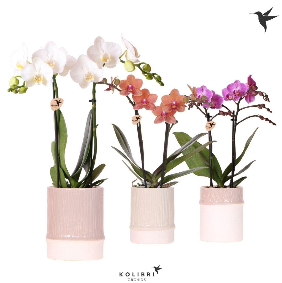 Orchidée Phalaenopsis