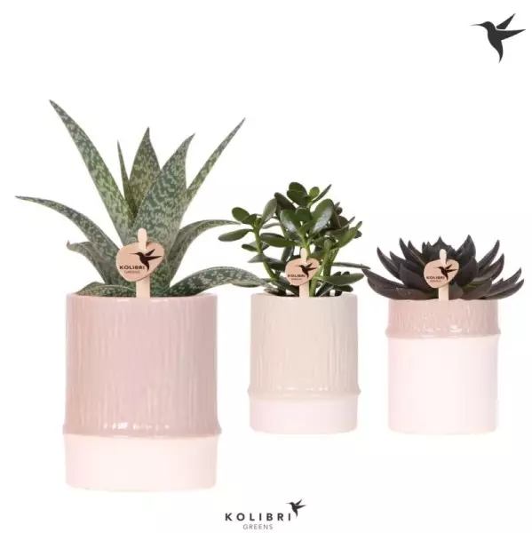 Assortiment de succulentes en cache-pot bambou – H 22 cm · Ø 9 cm