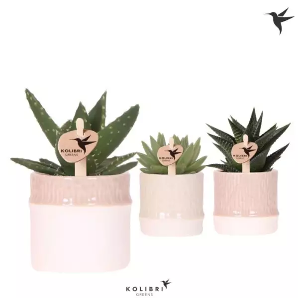 Assortiment de succulentes en cache-pot bambou – H 13 cm · Ø 6 cm