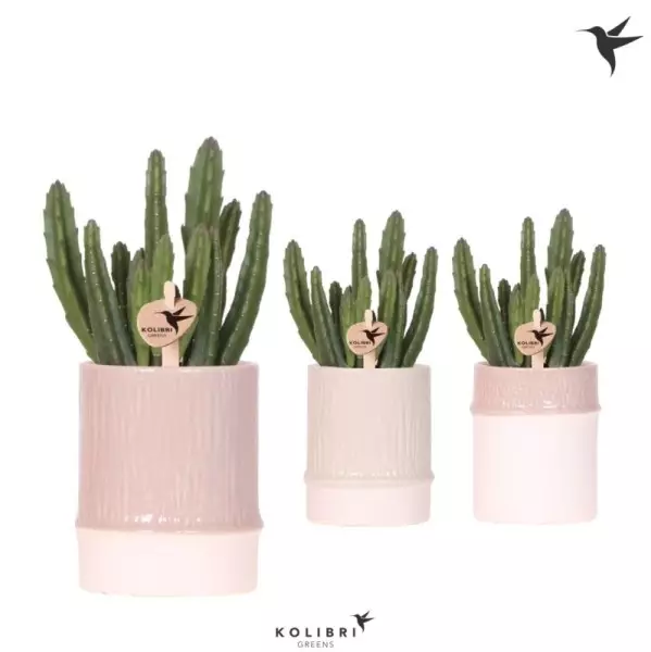 Stapelia leendertziae en cache-pot bambou – H 25 cm · Ø 9 cm
