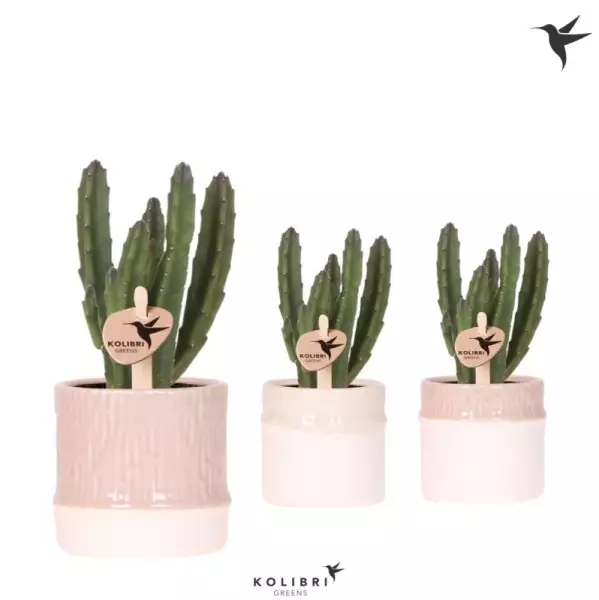 Stapelia leendertziae en cache-pot bambou – H 16 cm · Ø 6 cm