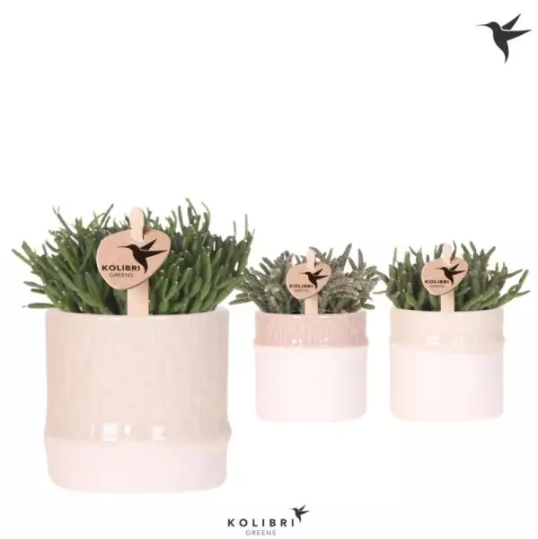 Rhipsalis