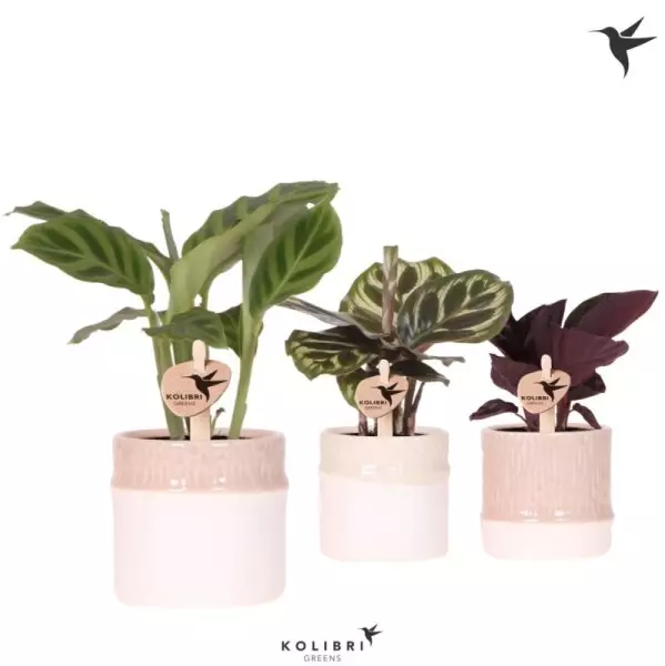 Calathea
