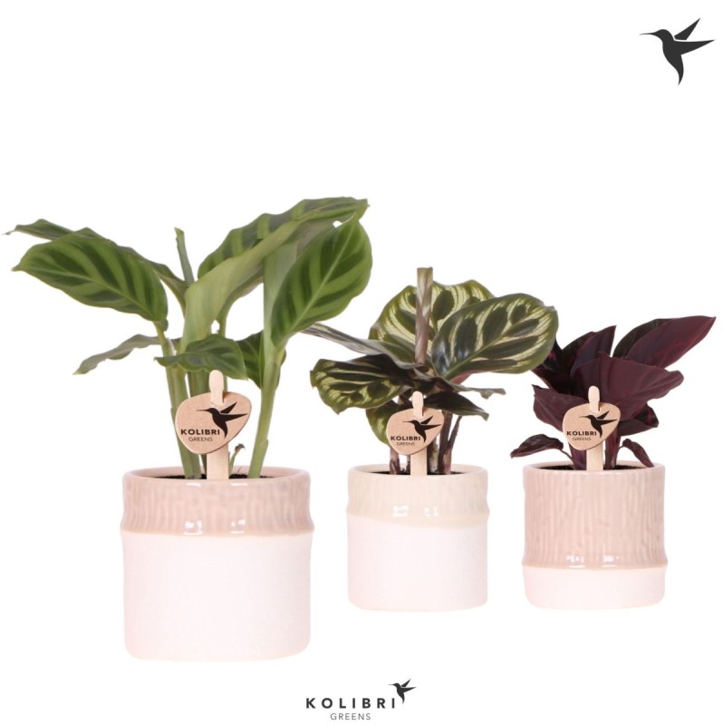 Calathea