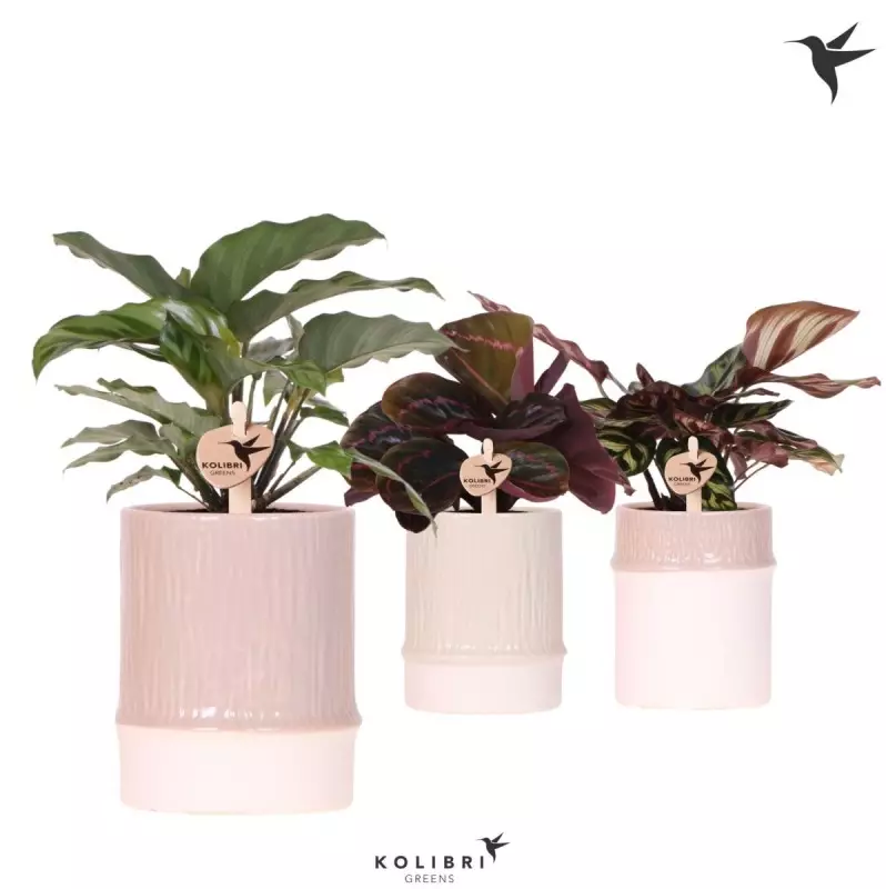Calathea
