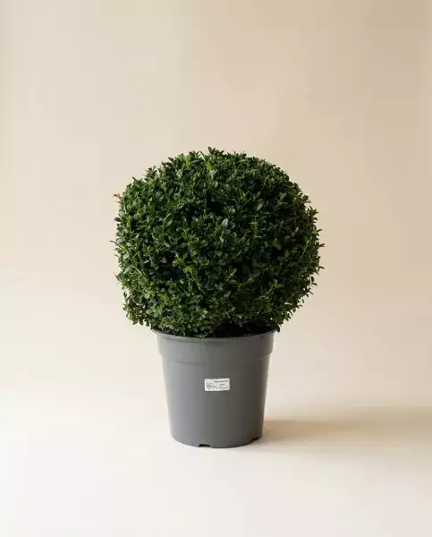 黄杨 60cm