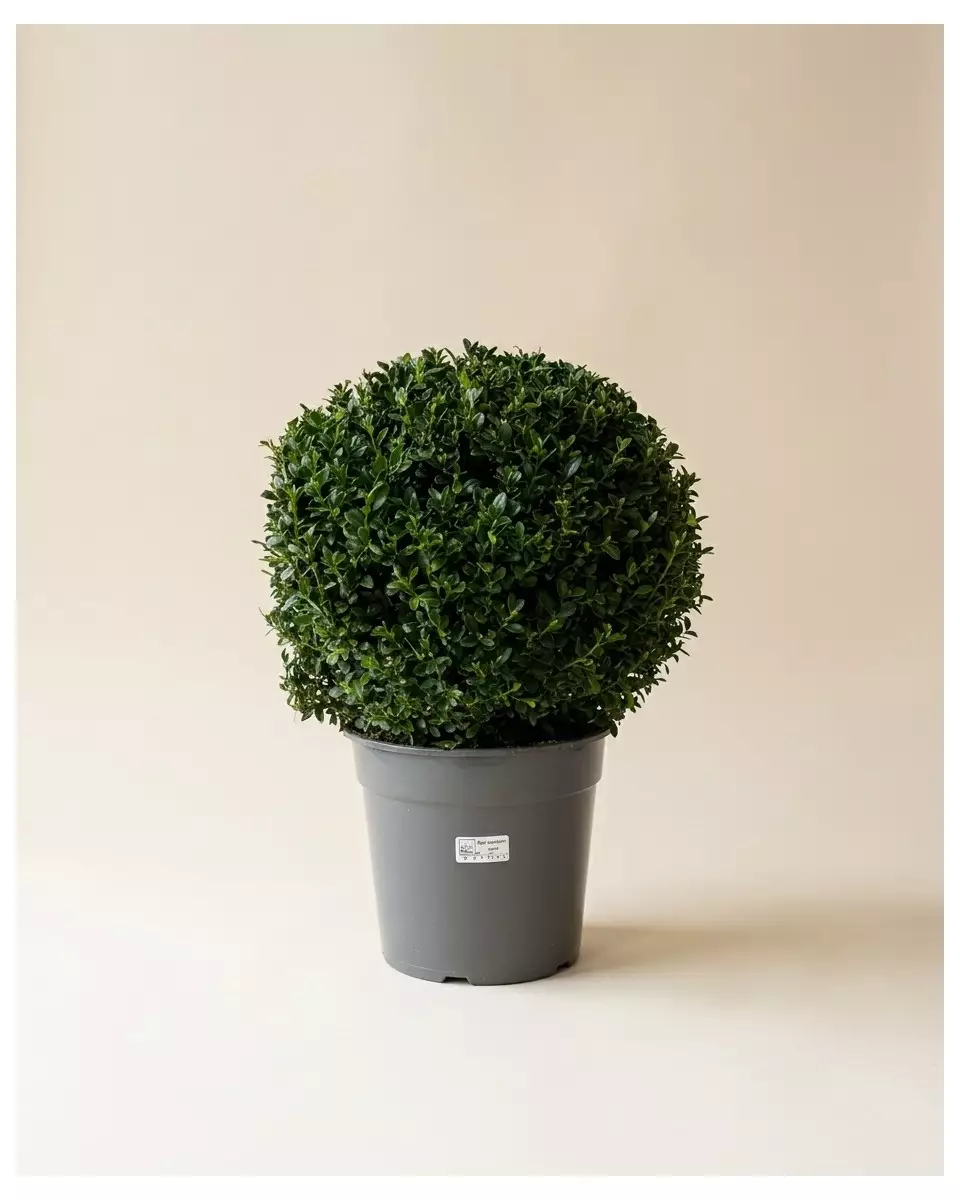 Buxus Sempervirens 60cm – Buis Persistant | Fleuriste Dakar