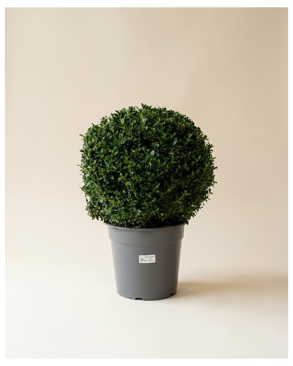 黄杨 60cm