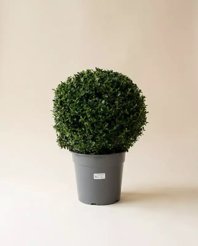 Buxus Sempervirens 60cm – Buis Persistant | Fleuriste Dakar