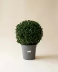 黄杨 60cm
