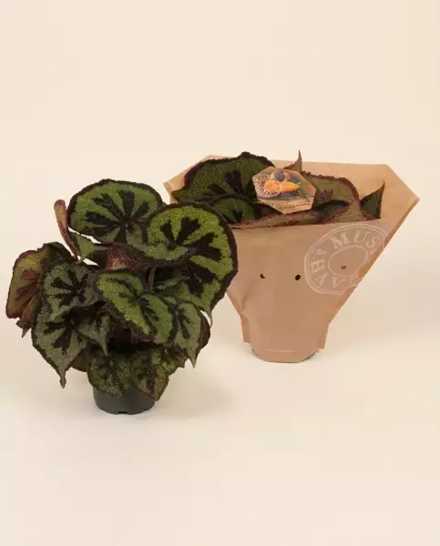 秋海棠叶 32cm