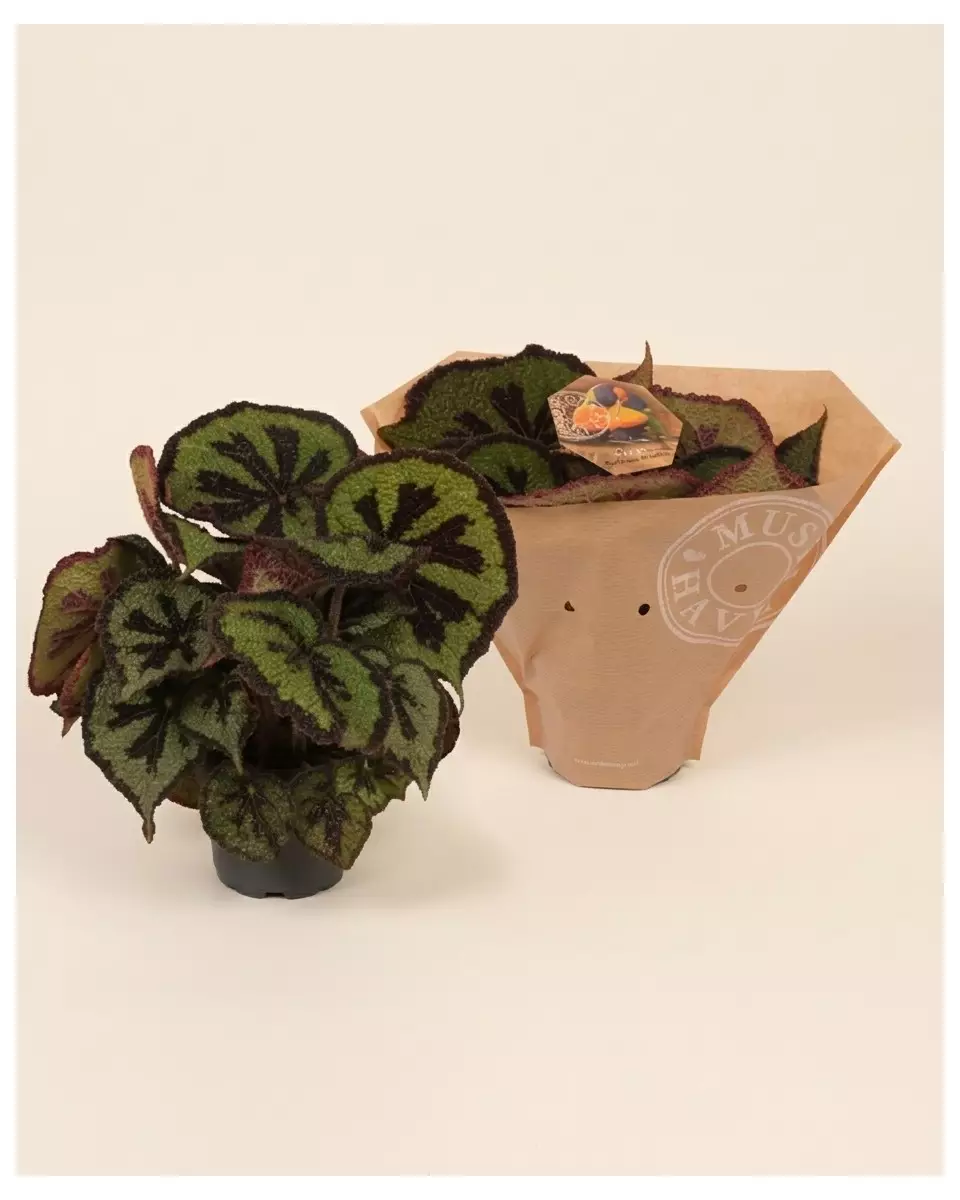 Begonia Leaf Masoniana 32cm | Fleuriste Dakar