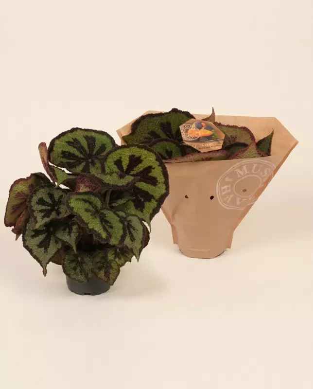Begonia Leaf Masoniana 32cm | Fleuriste Dakar
