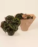 Begonia Leaf Masoniana 32cm | Fleuriste Dakar