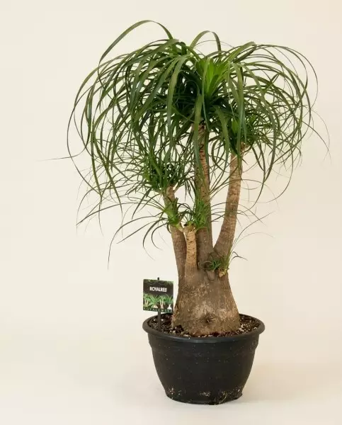 Beaucarnea Recurvata 70cm – Pied d'Éléphant | Fleuriste Dakar