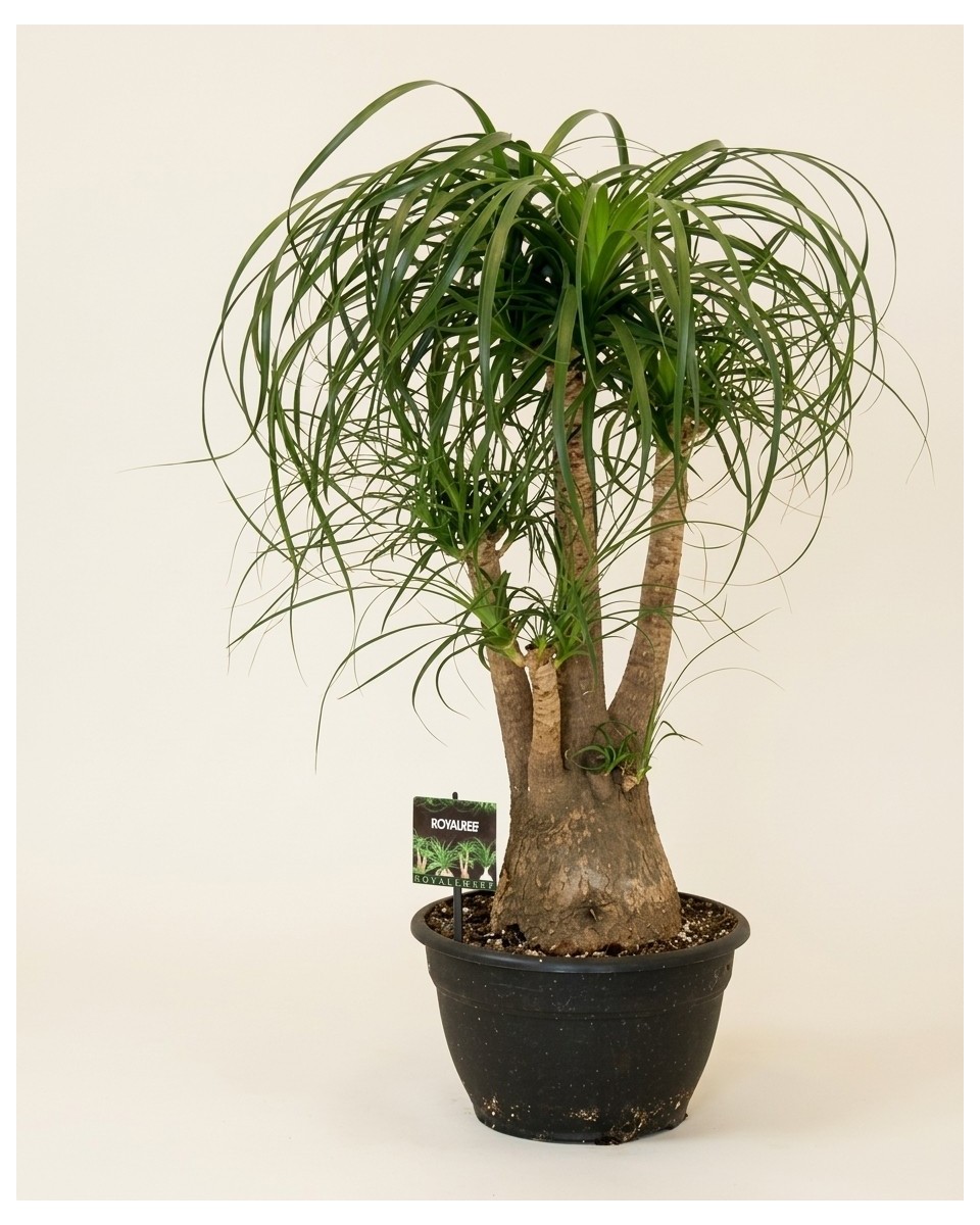 Beaucarnea Recurvata 70cm – Pied d'Éléphant | Fleuriste Dakar